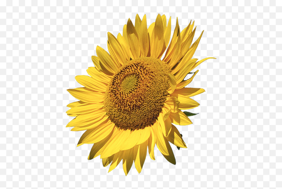 Download Sunflower Png Images Clipart Png Free Freepngclipart - Real Sunflower Clipart Free Emoji,Sunflower Emoticon