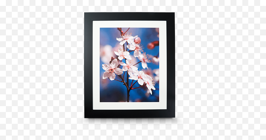 Frames U0026 Decor - Walmart Photo Centre Emoji,Cherry Bossom Emoji