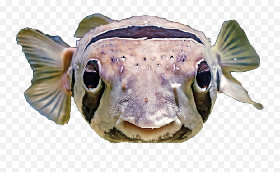 Fishpufferfishfreetoedit Freetoedit - Fish Emoji,Pufferfish Emoji