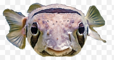 Fishpufferfishfreetoedit Freetoedit - Fish Emoji,Pufferfish Emoji
