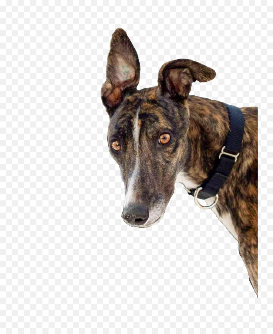 Greyhound Sticker - Martingale Emoji,Greyhound Emoji