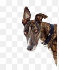 Greyhound Sticker - Martingale Emoji,Greyhound Emoji