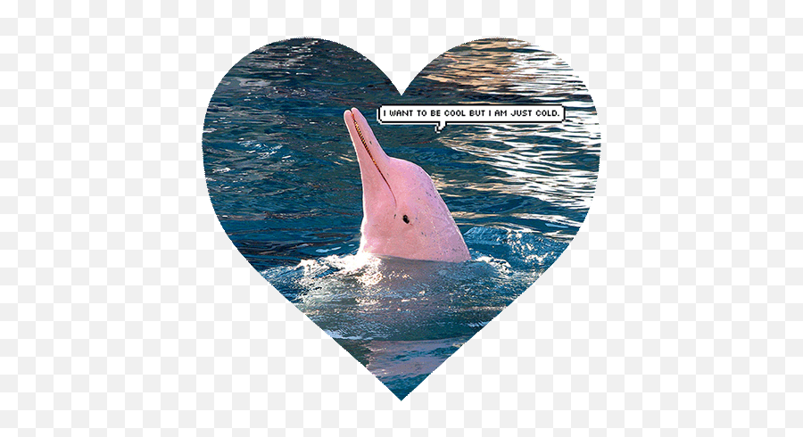 Top 2 Cold Scorpio Person Stickers For Android U0026 Ios Gfycat - Animated Gif Pink Dolphin Gif Emoji,Dolphin Emoji