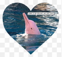 Top 2 Cold Scorpio Person Stickers For Android U0026 Ios Gfycat - Animated Gif Pink Dolphin Gif Emoji,Dolphin Emoji