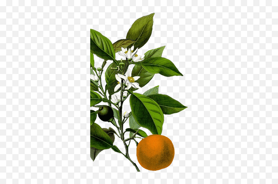 Buy Neroli Essential Oil - Neroli Meaning In Urdu Emoji,Emotions Green Mandarin