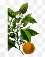 Buy Neroli Essential Oil - Neroli Meaning In Urdu Emoji,Emotions Green Mandarin