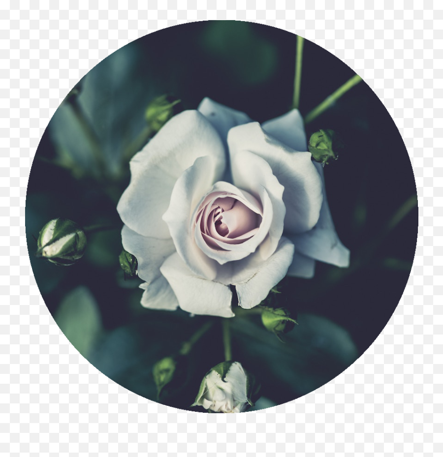 A Command - Line For Rounding The Images Roses White Youtube Cover Emoji,Rose Emoji Jpg