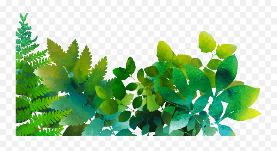 Outdoors For All Access To Nature Is A Human Right - Maidenhair Fern Emoji,Green And Plants Indoor Effect On Human Emotion