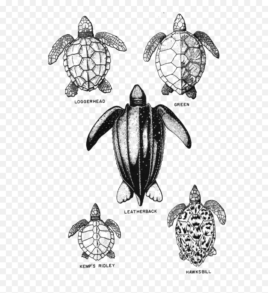 Created - Florida Sea Turtle Species Emoji,Sea Turtle Emoji
