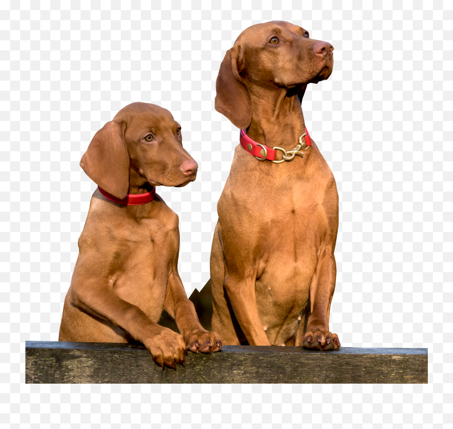 Two Dogs Png Image - Two Dogs Png Emoji,Snapchat Dog Emoji