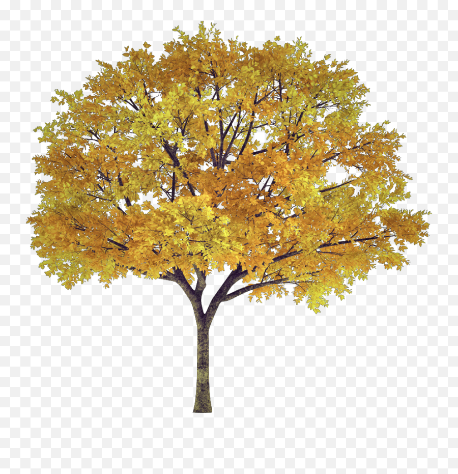 Largest Collection Of Free - Toedit Arbol Stickers Autumn Trees Png Emoji,Deciduous Tree Emoji