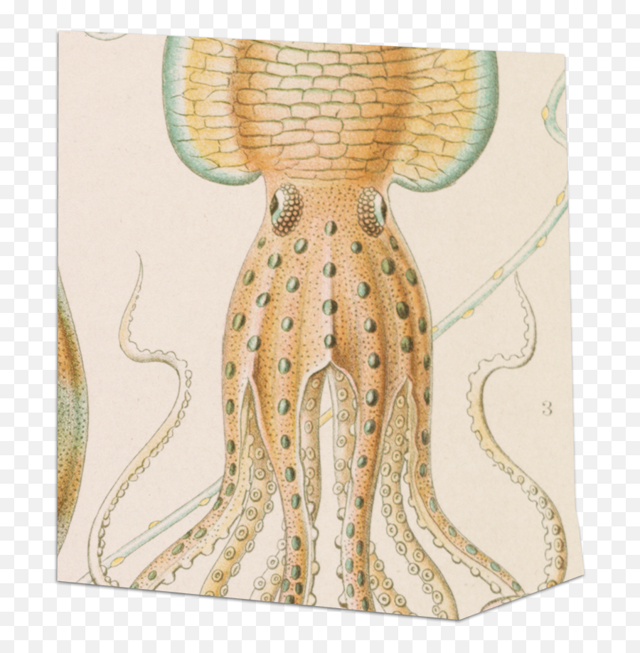 Organizational Structure - Art Forms In Nature Sea Life Emoji,Octopus Changing Color To Match Emotion