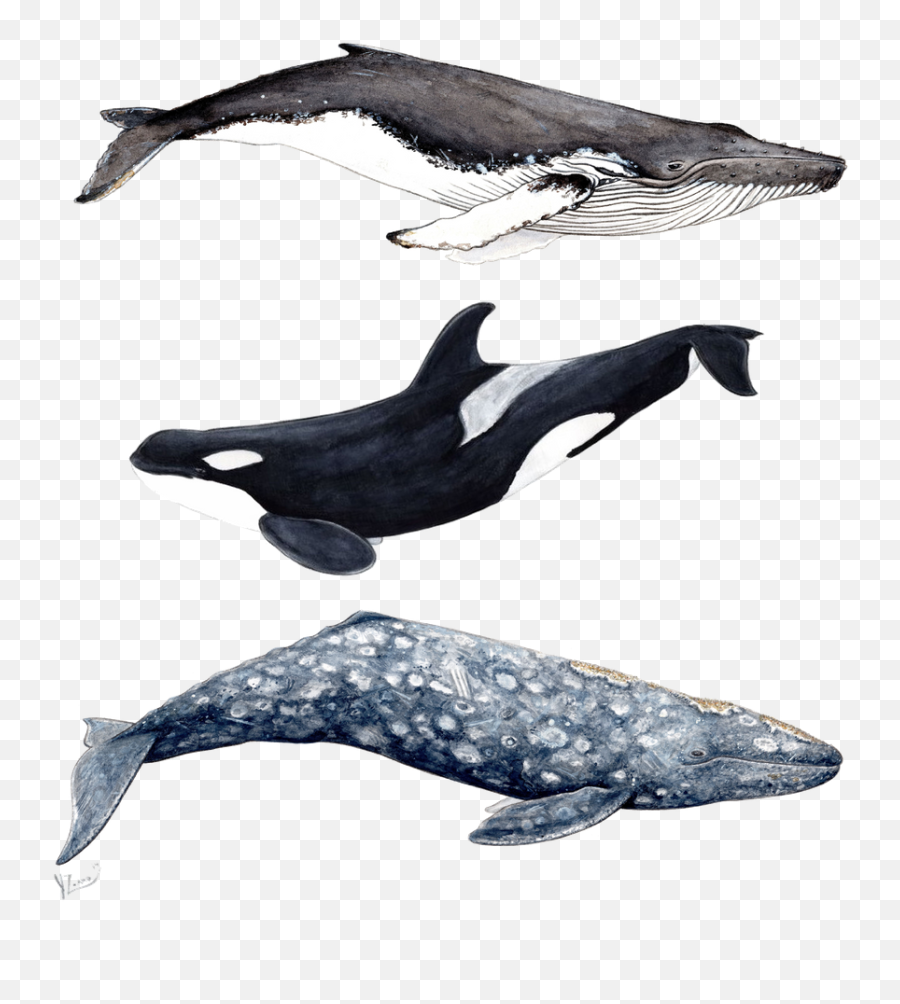 Orca Humpback And Grey Whales Framed - Orca Grey Whale Emoji,Whale Emoji Pillow