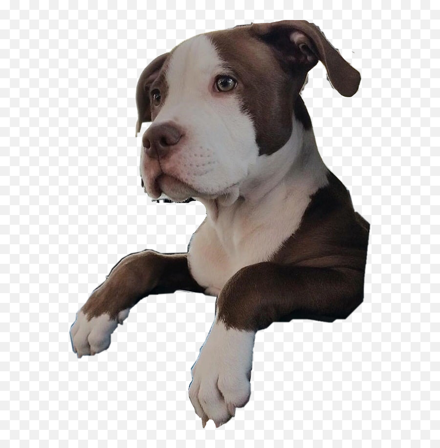 Pitbull Pupoy Dog Sticker By Kimmytasset - Dog Hanging Png Emoji,Pitbull Emoji