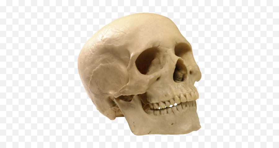 Skeleton Head Clipart Transparent - 18238 Transparentpng Transparent Human Skull Png Emoji,Skull Head Emoji