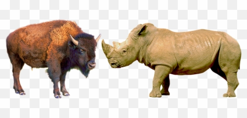 Free Horny Sex Photos - Bison Rhino Emoji,Horny Emotions