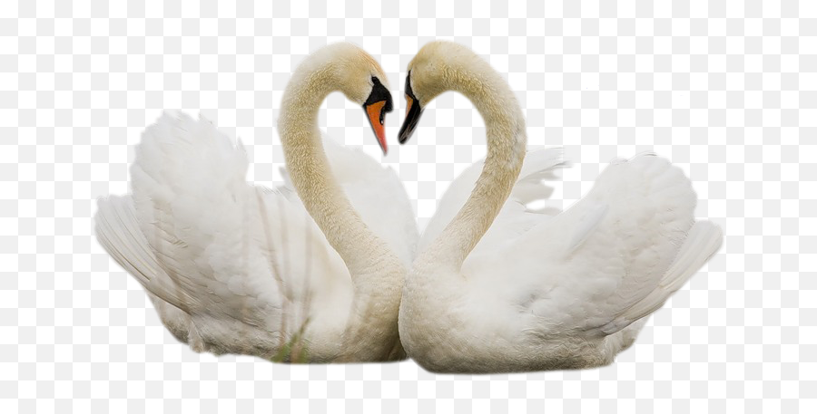 Swan Swans Bird Birds Sticker Emoji,Is There A Swan Emoji
