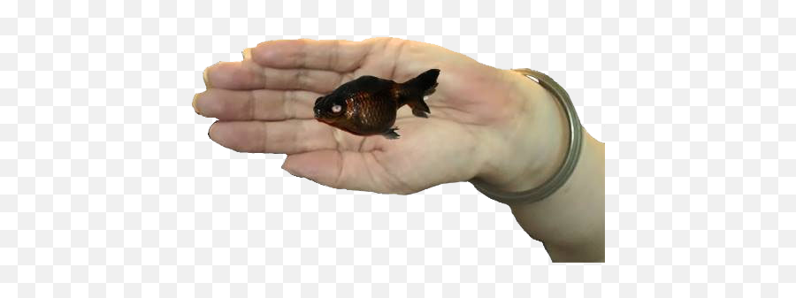 Death And Odd Rebirth Of A Goldfish - Aquarium Fish Emoji,Filetype:html Emotion Washcloth