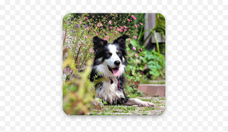 Fun Border Collie Wallpapers Apk Latest Version 10 Emoji,Husky/border Collie Emoji