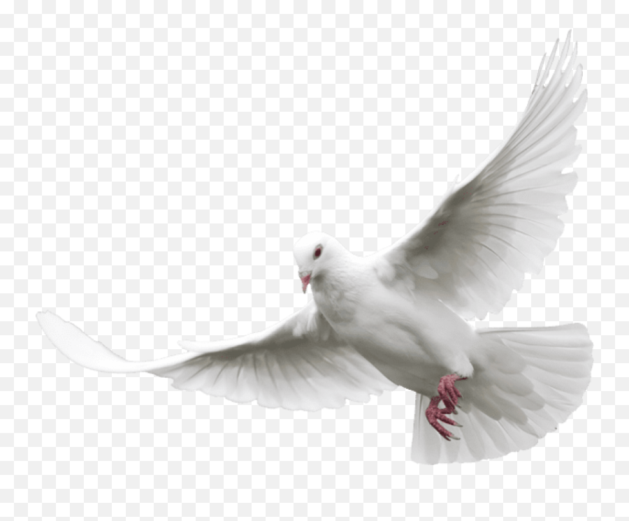 Pentecost Png Dove Png Download - Doves Png Emoji,Dove Bird Emojis