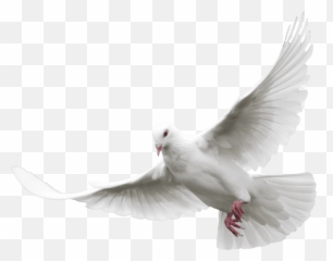 Pentecost Png Dove Png Download - Doves Png Emoji,Dove Bird Emojis