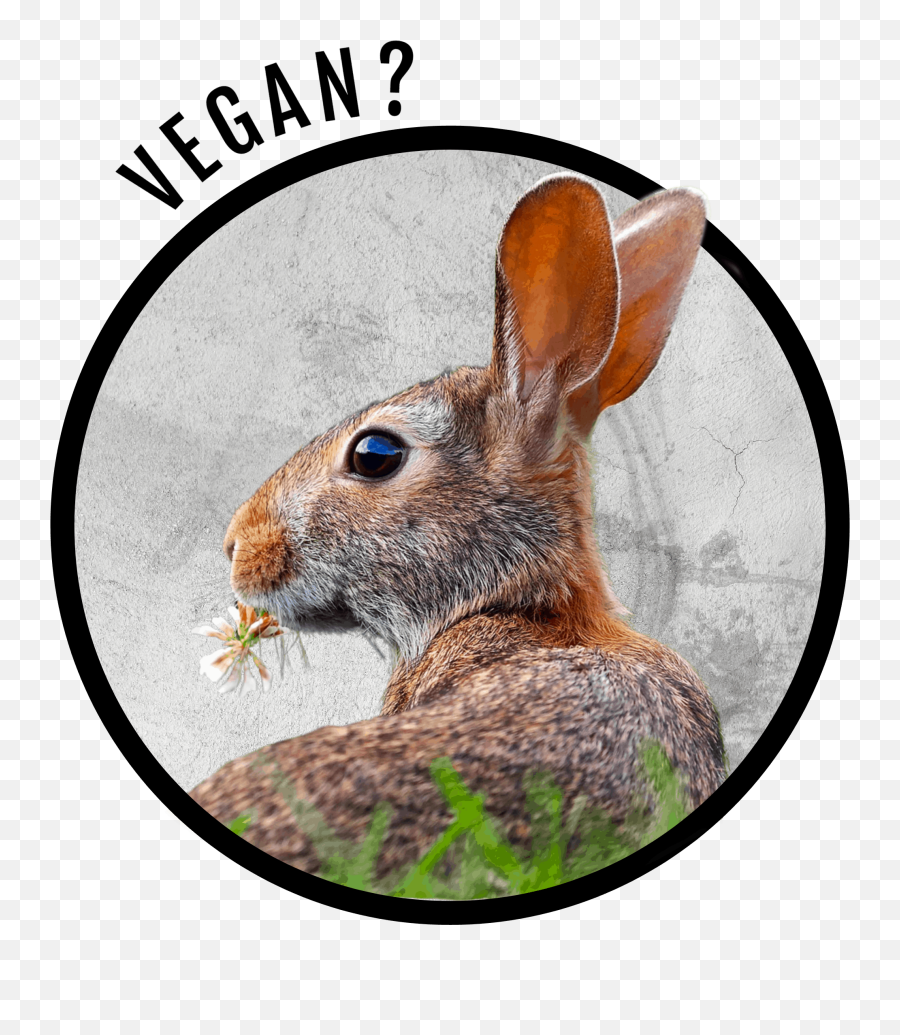 Is Rabbit Meat Good Or Bad - Cruelty Free Emoji,Unseasoned Emotion