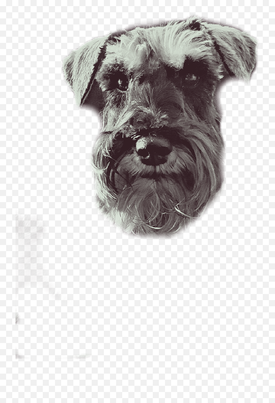 Schnauzer Png - Vulnerable Native Breeds Emoji,Mini Schnauzer Emojis