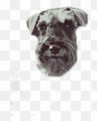 Schnauzer Png - Vulnerable Native Breeds Emoji,Mini Schnauzer Emojis