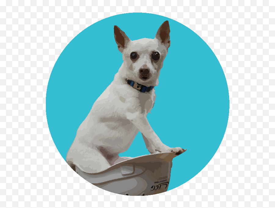 Meet Our Office Dogs U2014 Emoji,Emotion Pets Dog