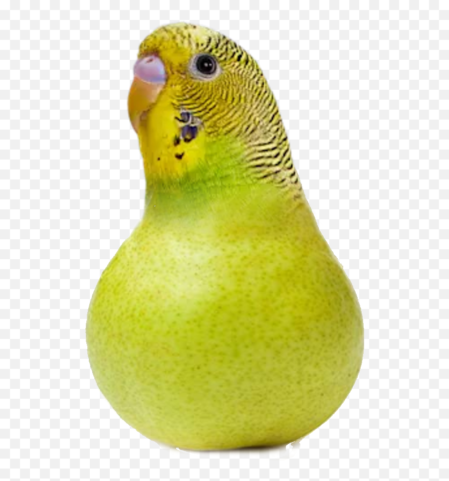 Scrolldrop Blursedimages Emoji,Minecraft Parrot Emoji