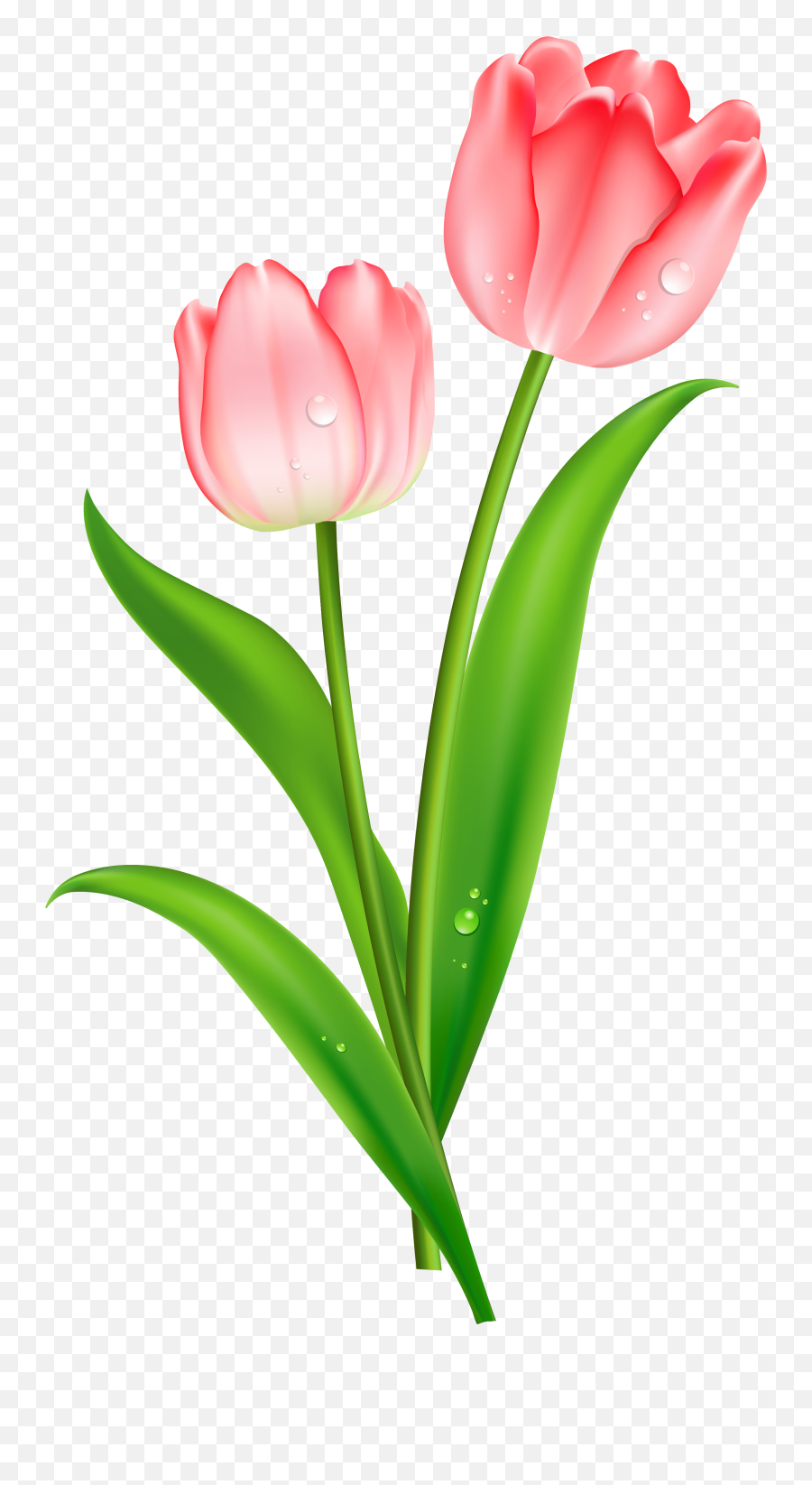 Free Transparent Pink Flower Download - Tulip Clipart Emoji,Flowe Emoji