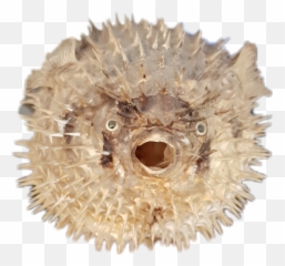 Pescado Fish Sticker Emoji,Pufferfish Emoji