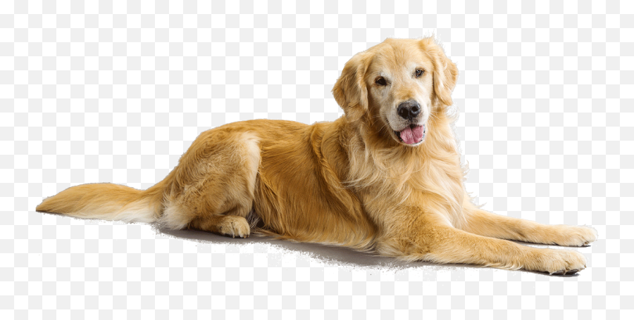 Favorite Dog Breeds - General Discussion Mlp Forums Adult Golden Retriever Png Emoji,Husky/border Collie Emoji