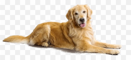 Favorite Dog Breeds - General Discussion Mlp Forums Adult Golden Retriever Png Emoji,Husky/border Collie Emoji
