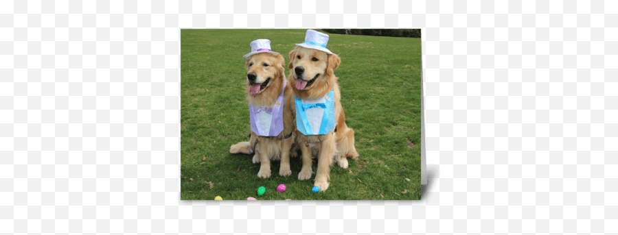 Easter Cards For My Boss - Page 2 Card Gnome Golden Retriever Easter Card Emoji,Happy Birthday Emoticons With Labrador Retriever