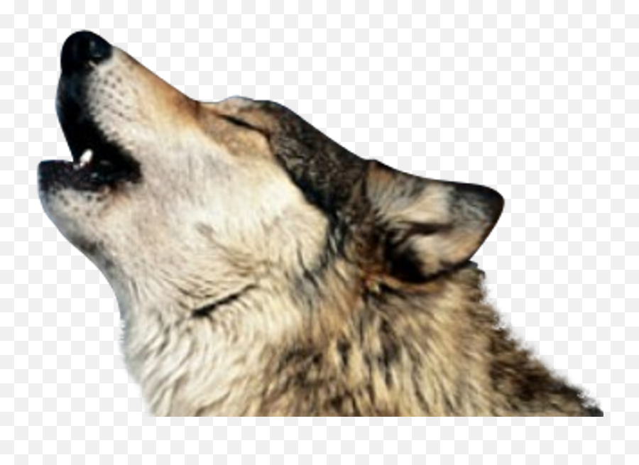 Birthdays Rip - Wolf Howling Transparent Emoji,Sheila Hutchinson Singer From The Emotions