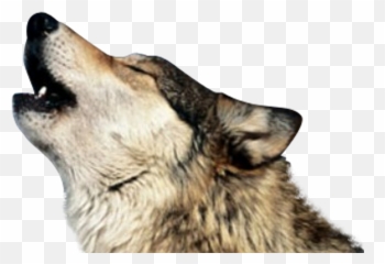 Birthdays Rip - Wolf Howling Transparent Emoji,Sheila Hutchinson Singer From The Emotions