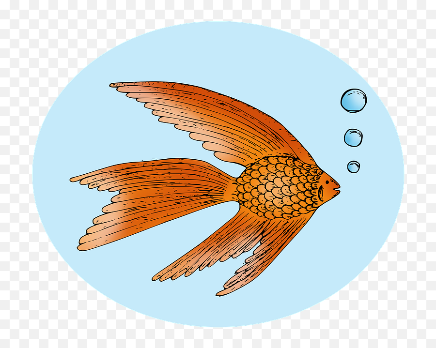 Free Photo Water Goldfish Fish Gold - Falconiformes Emoji,Fish Emotions