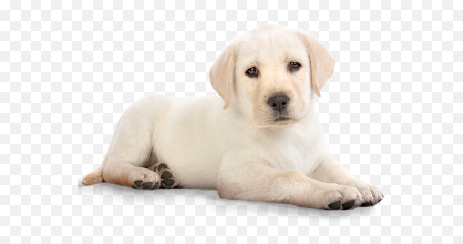 20 Golden Retriever Png Images Ideas - Transparent White Dog Png Emoji,Send Your Friends Cute Cream Labrador Retriver Emojis