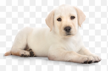 20 Golden Retriever Png Images Ideas - Transparent White Dog Png Emoji,Send Your Friends Cute Cream Labrador Retriver Emojis