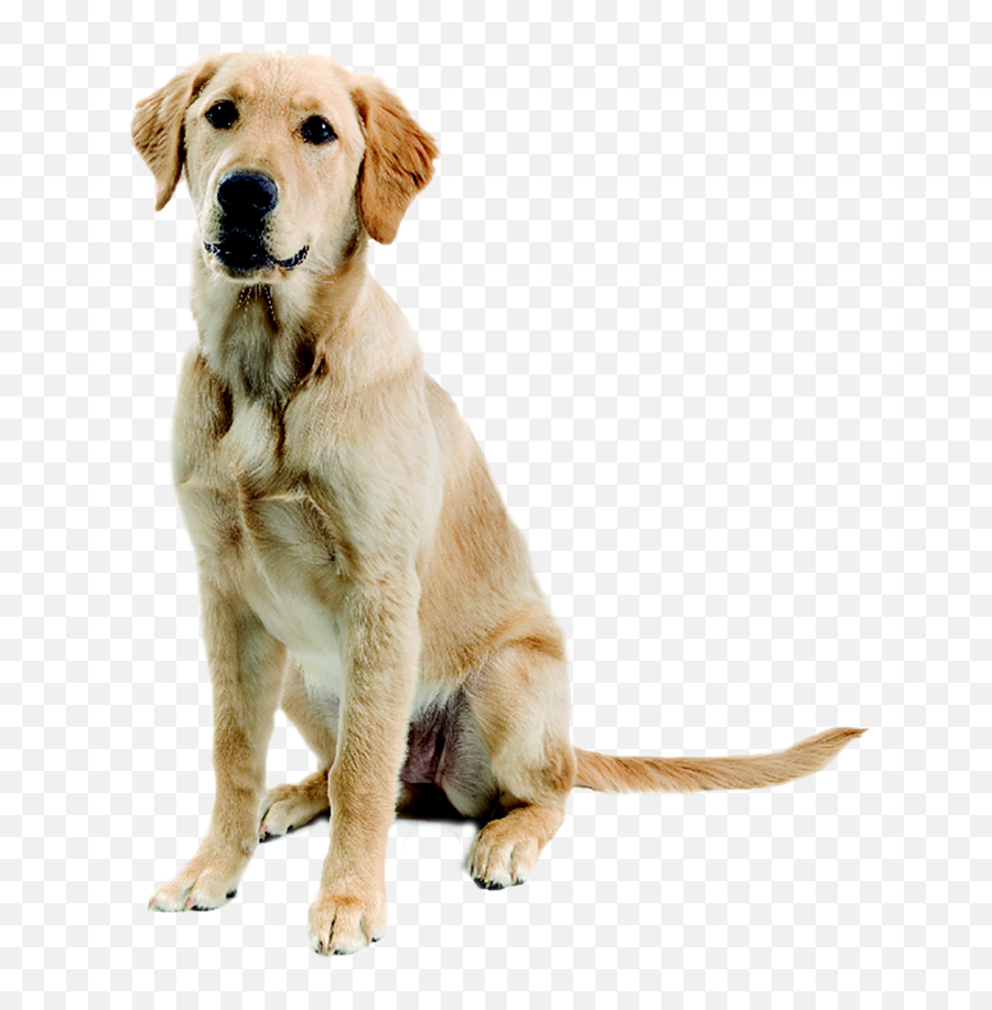 Sitting Dog Transparent Png Images Hd - Golden Labrador Png Emoji,Pet Emoji Psd