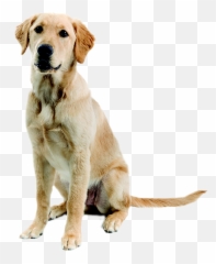 Sitting Dog Transparent Png Images Hd - Golden Labrador Png Emoji,Pet Emoji Psd