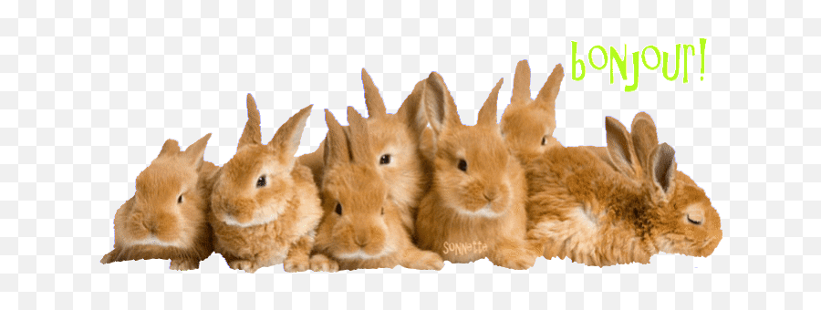 Top Bunny Girl Senpai Stickers For - Lots Of Easter Bunnies Emoji,Senpai Emoji