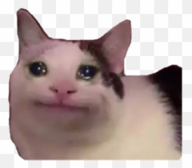 Cursed Cats By Rookie - Sticker Maker For Whatsapp Cat Meme Sticker Discord Emoji,Cat Emojis Tumblr Masterpost