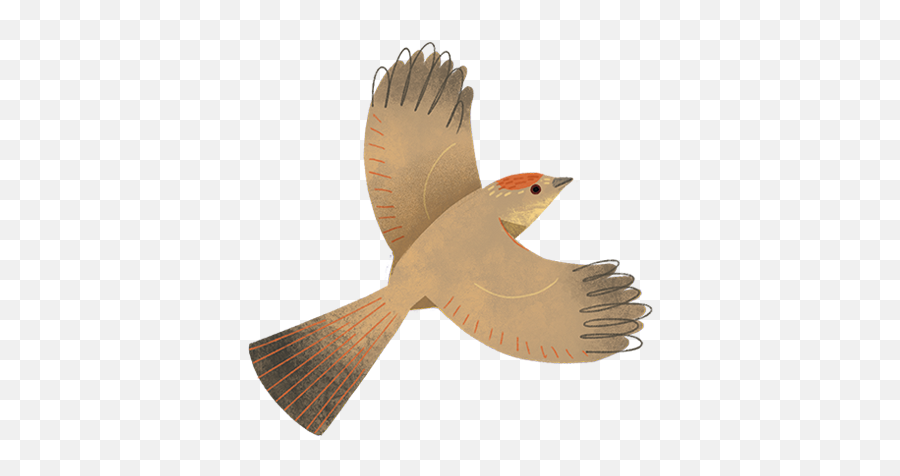 Texas Birds Sticker Pack By Texas Parks U0026 Wildlife - Old World Flycatchers Emoji,Iphone Orioles Emojis