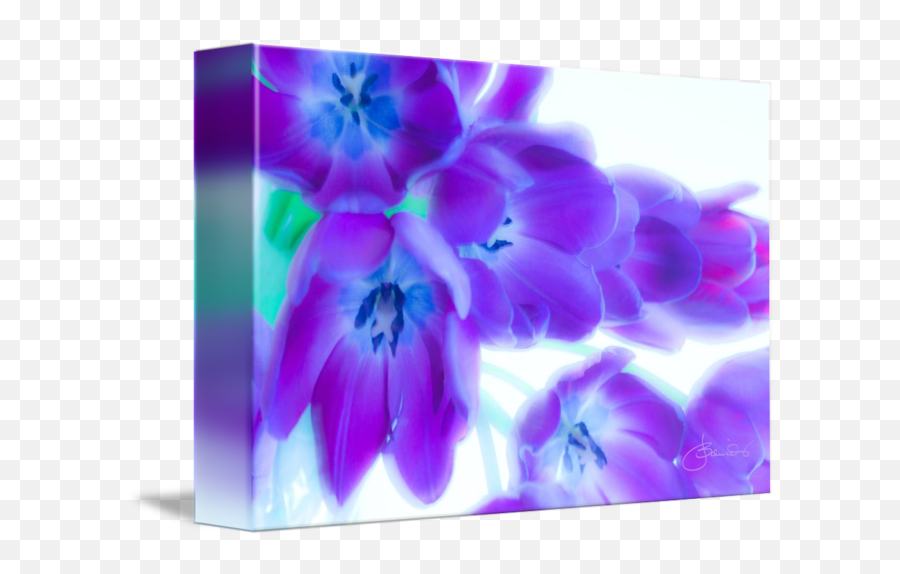 Purple Tulip Cascade By Judith Schmidt Emoji,Cascading Emotions