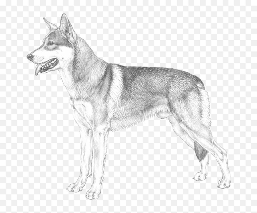 Saarlooswolfhond - Pedigreed Breeds Dogwellnetcom Northern Breed Group Emoji,Noose Emoji Copy And Paste
