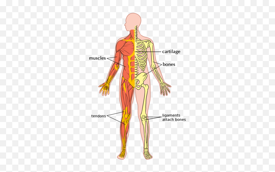 The Digestive System - Simple Musculoskeletal System Diagram Emoji,Emotion Code Heart Wall Flow Chart