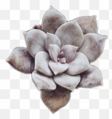 Flower Sticker - Rosette Emoji,Rosette Emoji
