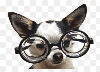 6 Dog Breeds With Best Vision Eye - Catching Dog Vision Funny Puppy Emoji,Whippets High On Emotion